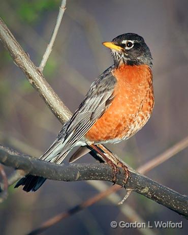 Perched Robin_25019.jpg - American Robin (Turdus migratorius) photographed near Kilmarnock, Ontario, Canada.